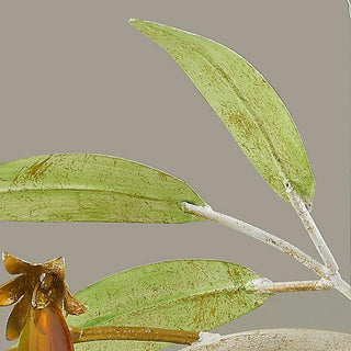 Thames - Modern Abstract Flower Leaf Vine Hanging Chandelier